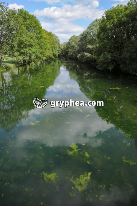 Rivière (Tille) - gryphea.com